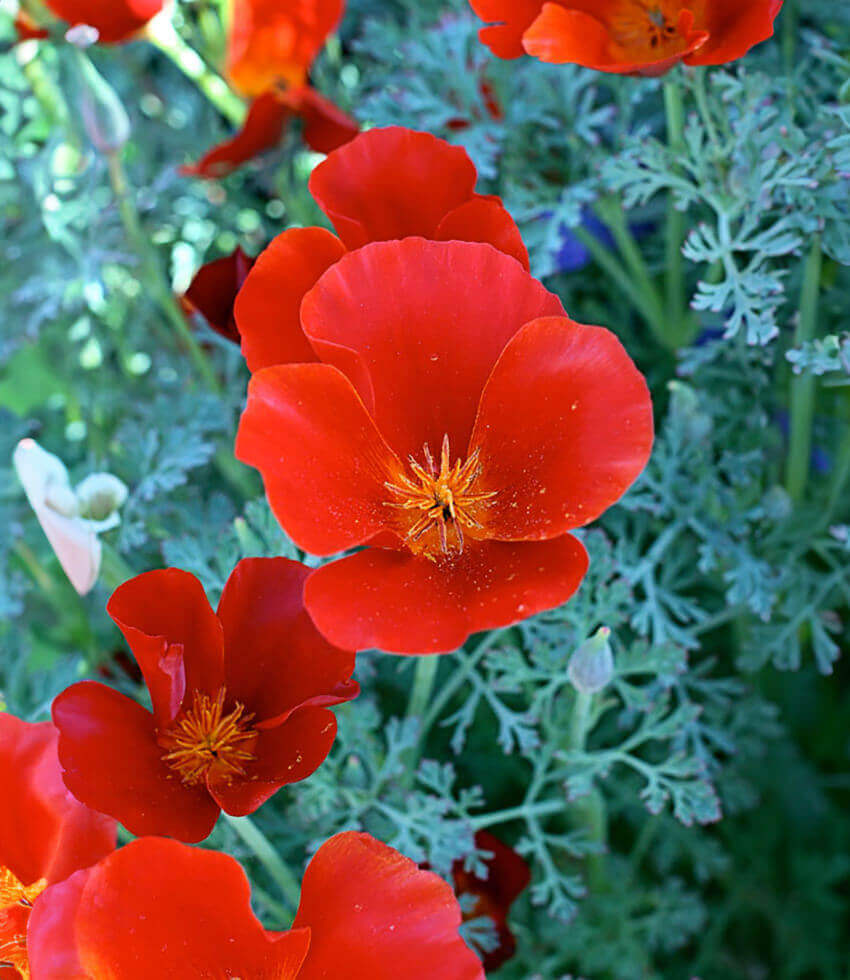 Sale - Annuals