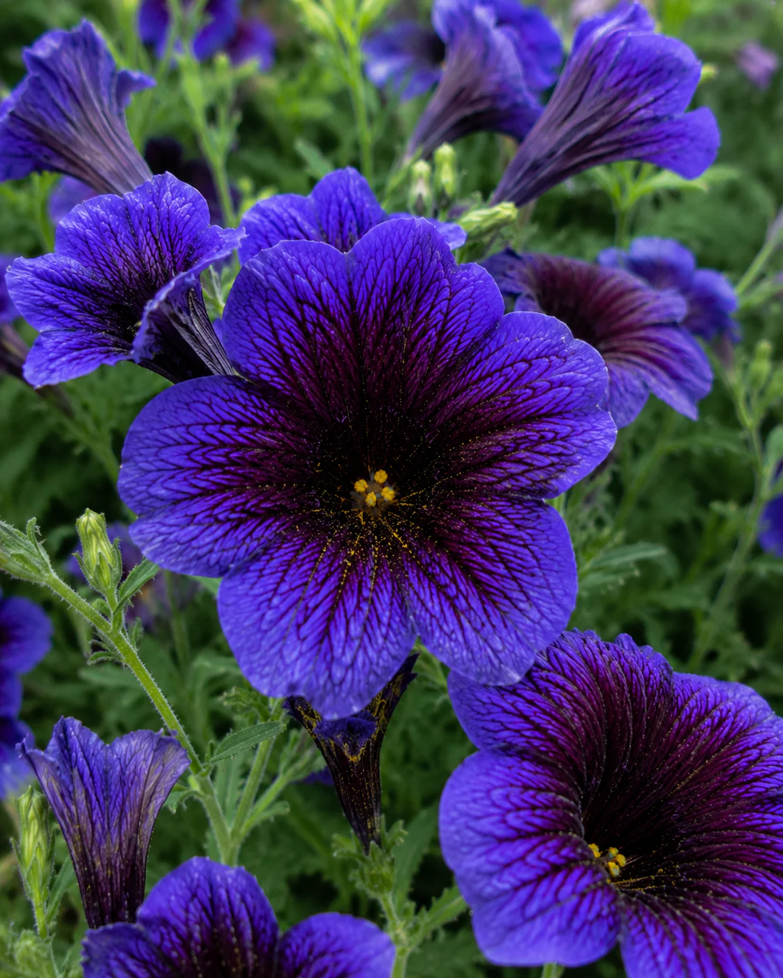 New Annuals for 2026