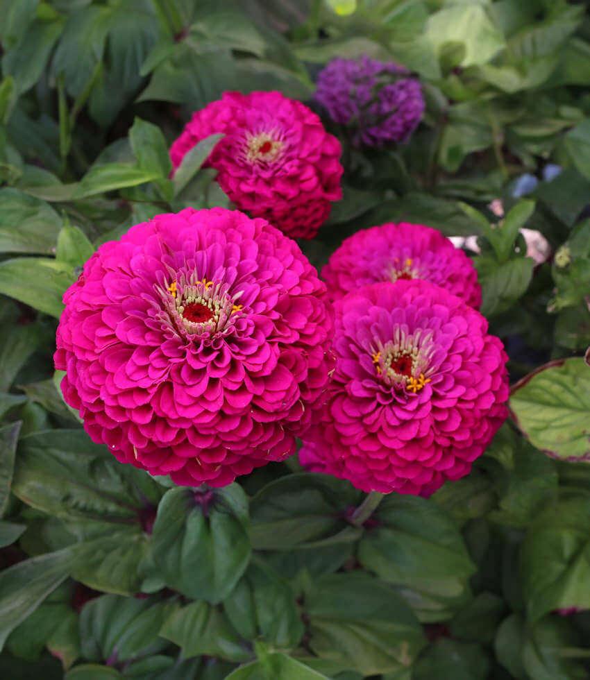 New Shrubs and Trees for 2026